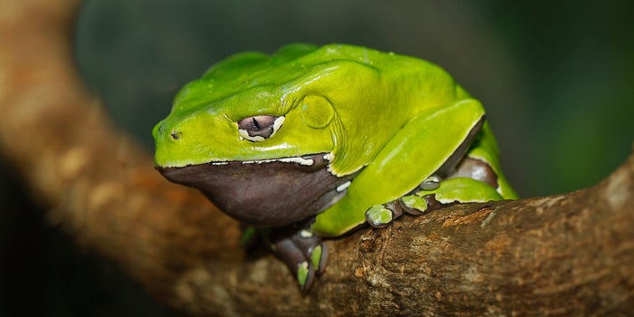 Kambo: Is Burning Frog Venom into Your Skin a Wonder Cleanse or Risky Procedure?