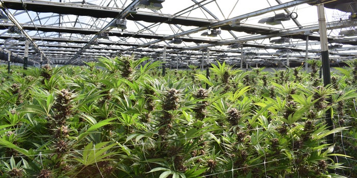 How Automated Batching Makes Processing Cannabis Simple