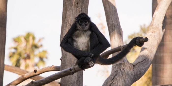 Reabren los zoológicos de la Ciudad de México: estas son las medidas