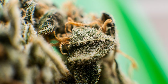 Terpene Profiles May Shape the Future of Cannabis