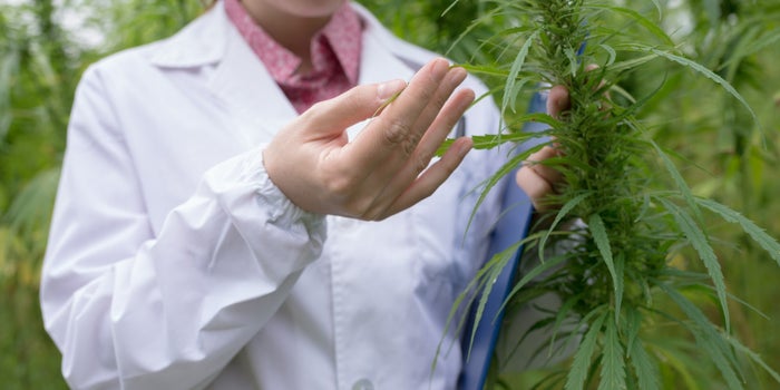 Why This Mexican Pharmaceutical Started Researching Cannabis