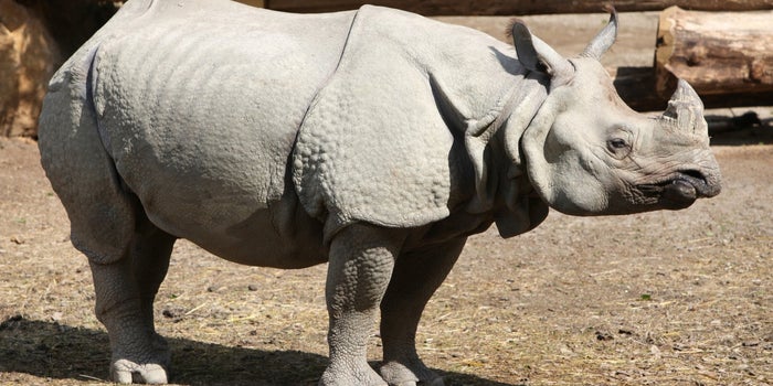 La población de rinocerontes en peligro de extinción crece gracias a las cuarentenas