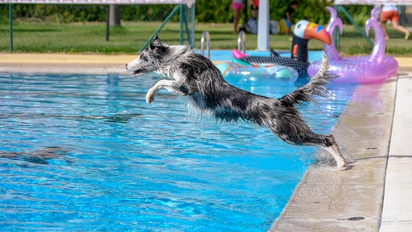 Dog Rescues Drowning Puppy in 'Amazing' Video: 'We Don't Deserve Dogs'