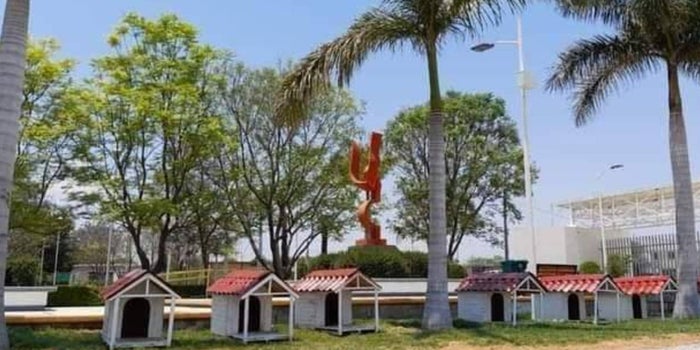 They create 'Dogtores', a colony for homeless dogs in Puebla