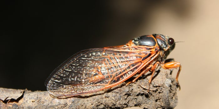 Trillones de cigarras están a punto de causar estragos en EU