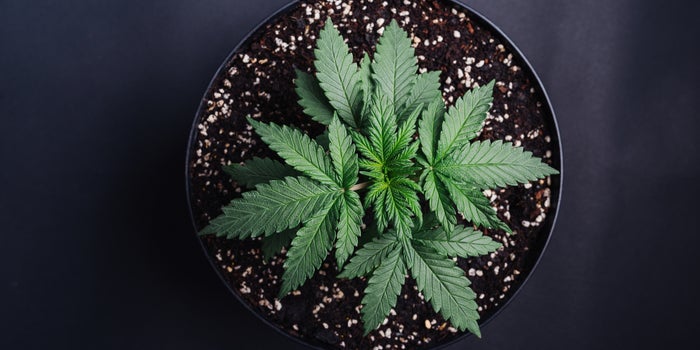 México está muy cerca de convertirse en el tercer país a nivel mundial en legalizar todos los usos del cannabis