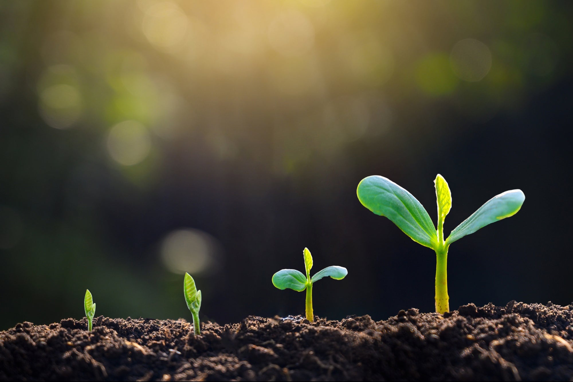 The Only Way to Grow Is to Get Started Entrepreneur