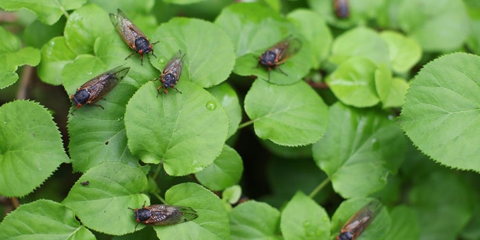 Las cigarras están arrasando obligando a emprendedores a cerrar sus tiendas