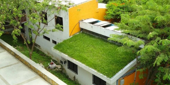 Mexicans create green roofs that cool more than 15º