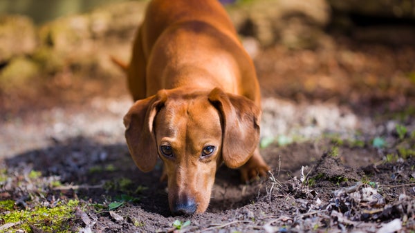 Dogs Pick Up the Scent of Covid-19, Initial Study Finds