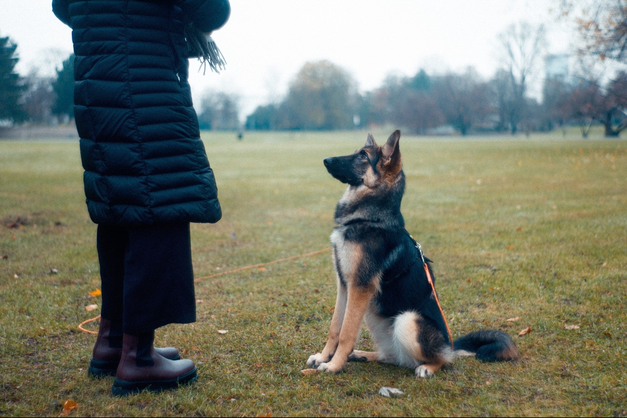 Learn About Your Dog's DNA and Get Hours of Obedience Training On-Demand