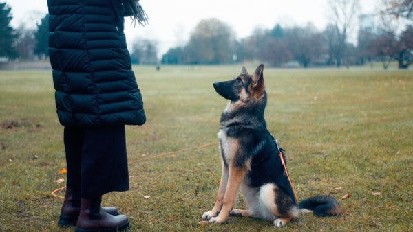 Learn About Your Dog's DNA and Get Hours of Obedience Training On-Demand