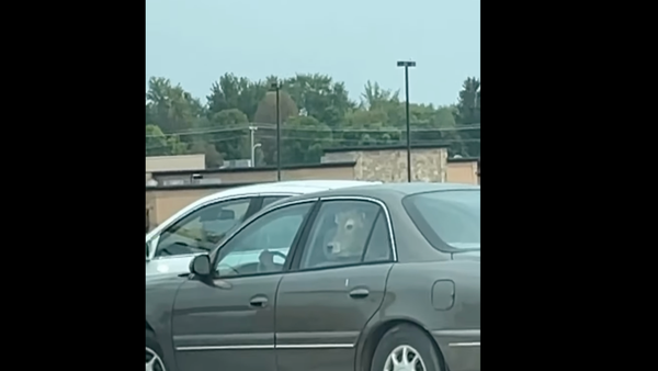 Holy Cow! Head-Scratching Video Shows Cow Waiting in McDonald's Drive-Thru