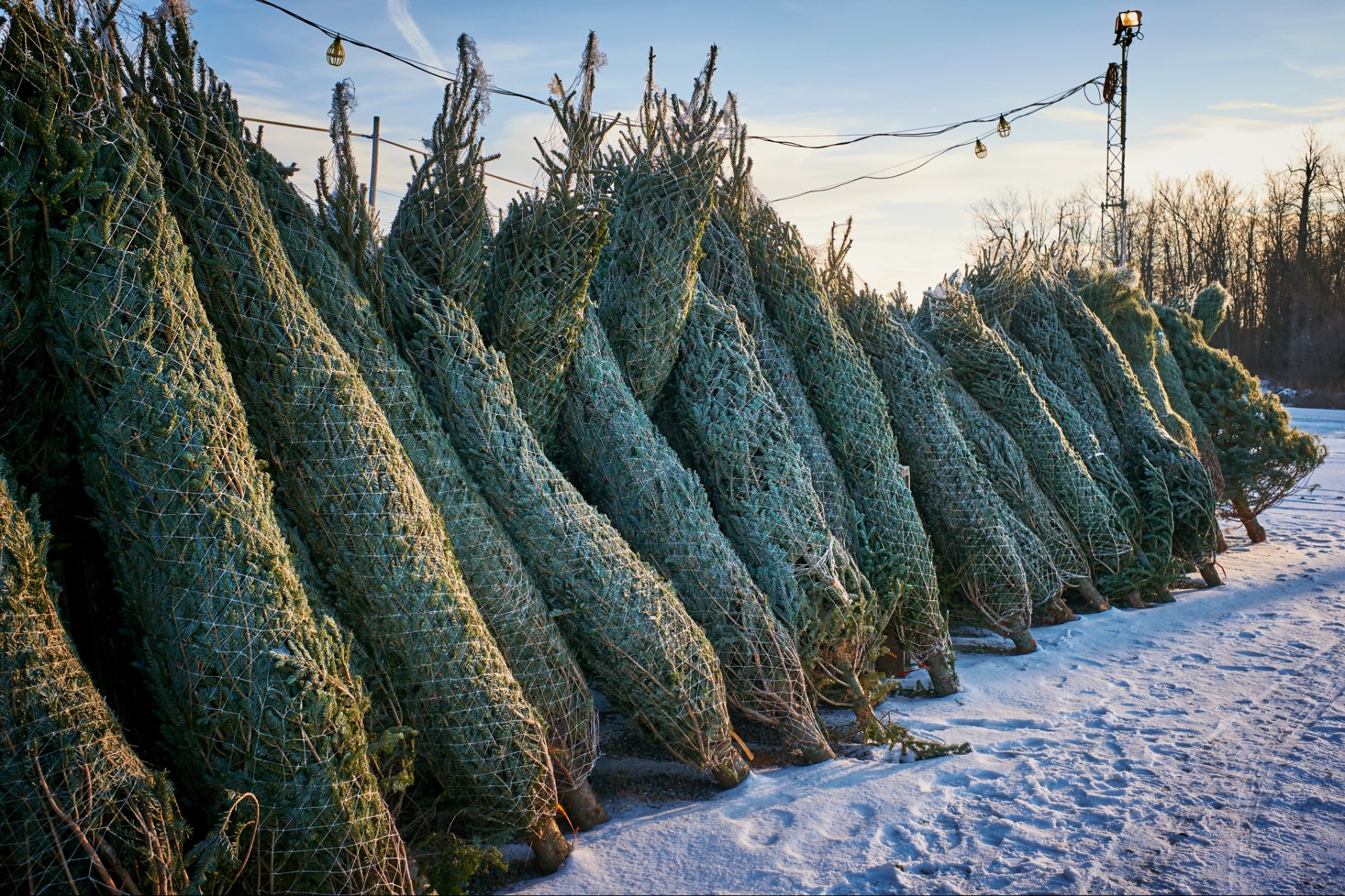 Christmas Trees Will Cost Up To 30 Percent More This Year - Vimarsana News
