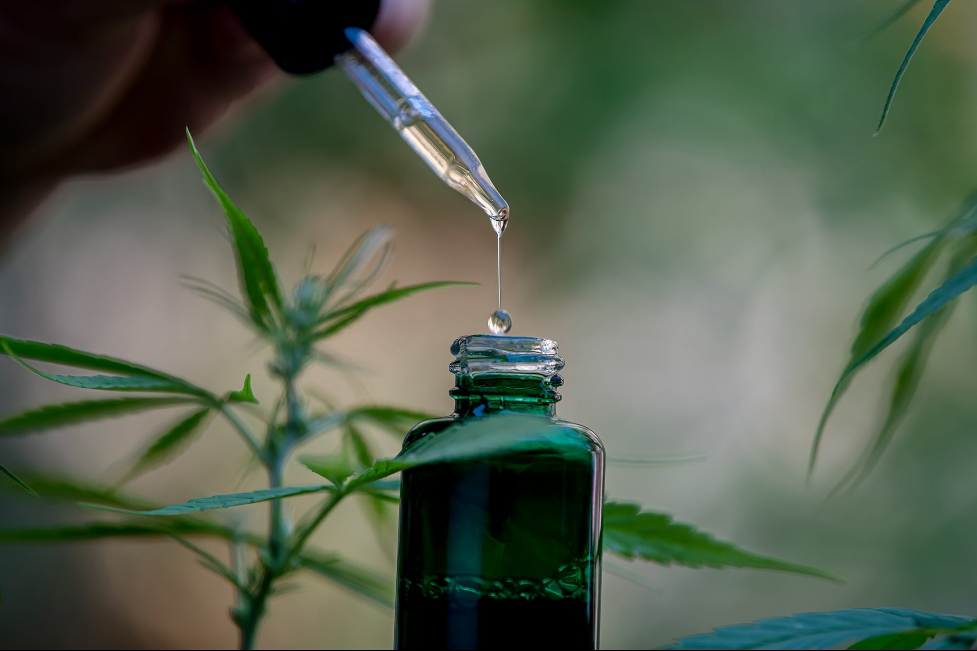 Can CBD Treat Pain Better Than THC? New Studies Show Results.