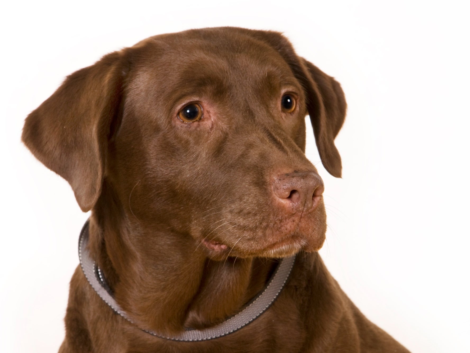 Why Does My Dog Eat Deer Poop