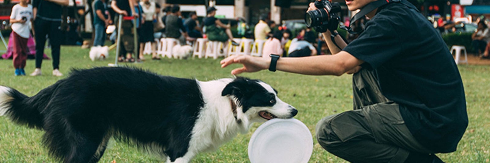 Learn How to Train Your Dog with Help From 8 Online Courses