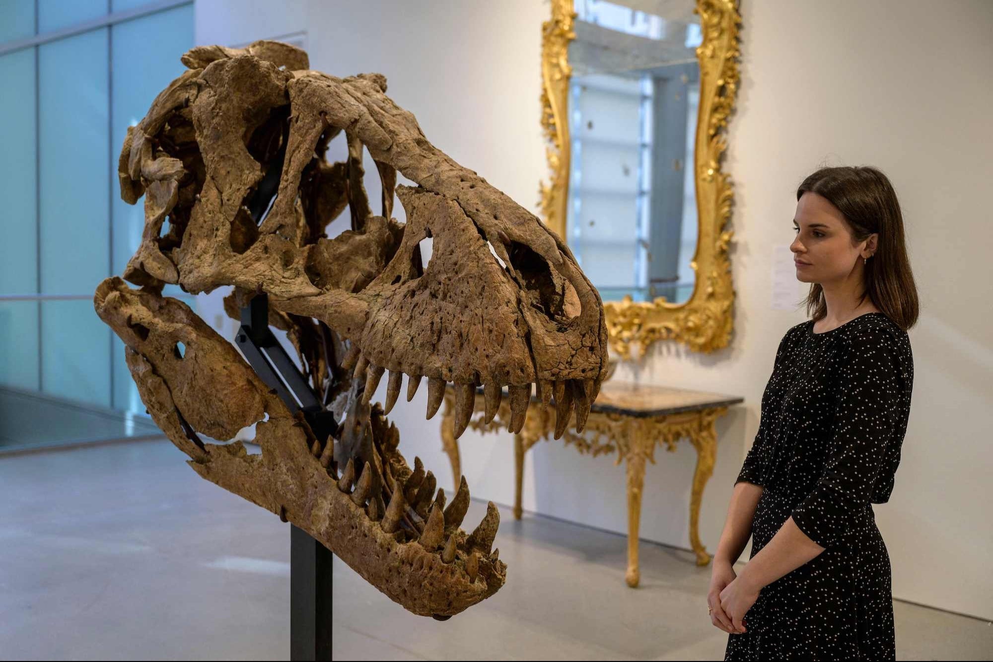 T. Rex Skull Found in South Dakota Expected to Fetch 1520M