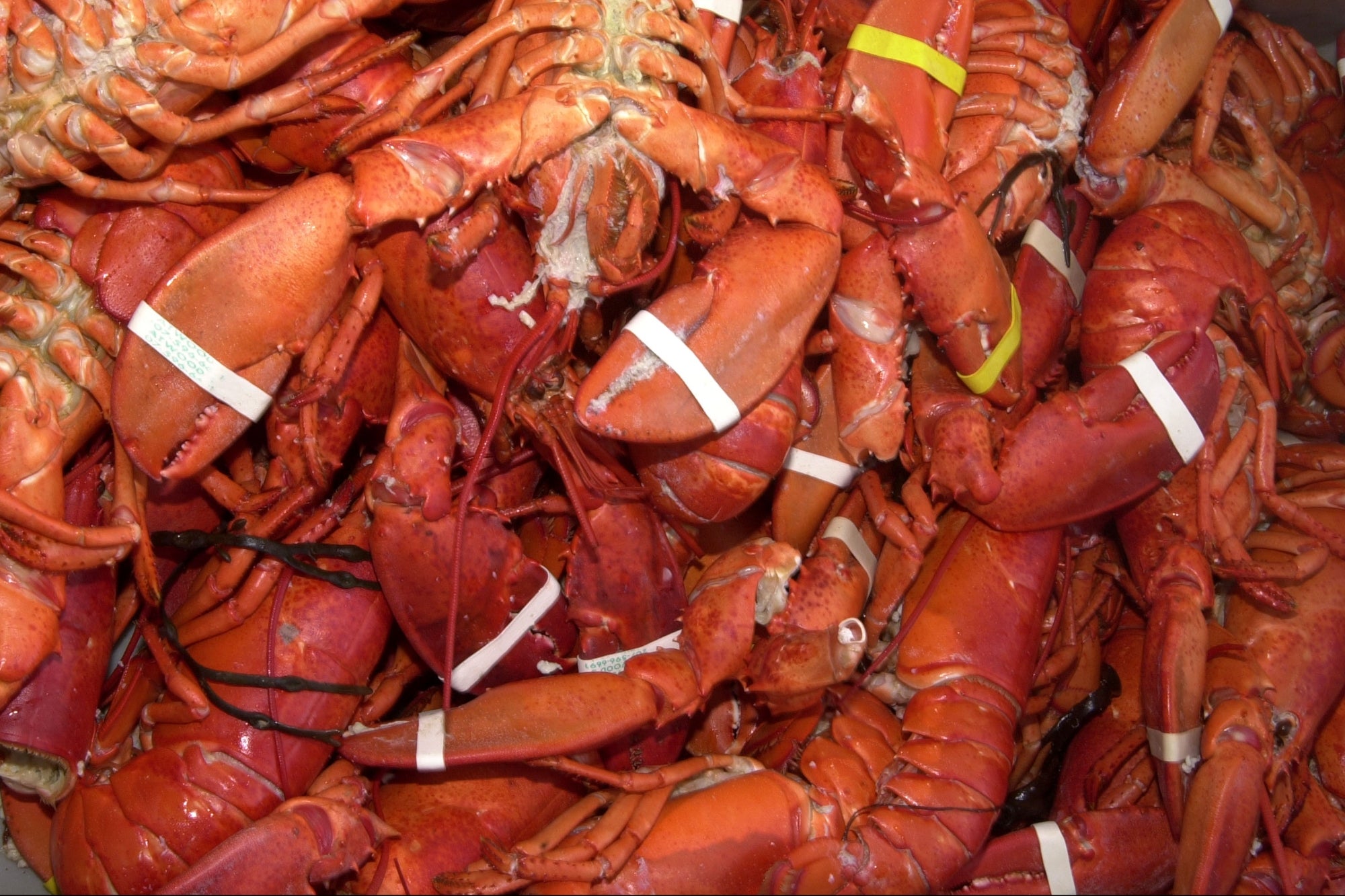 Someone Stole $400,000 Worth of Lobster Destined for Costco Using a ‘Sophisticated’ Phishing Scam
