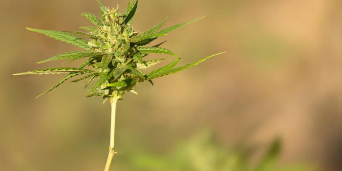 Why Tech Innovators Are High on the Prospects for Legalized Marijuana