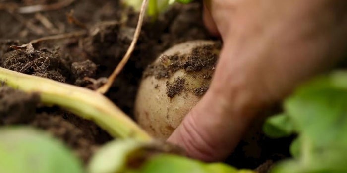 This New USDA-Approved Potato Could Yield Less Carcinogenic Fries