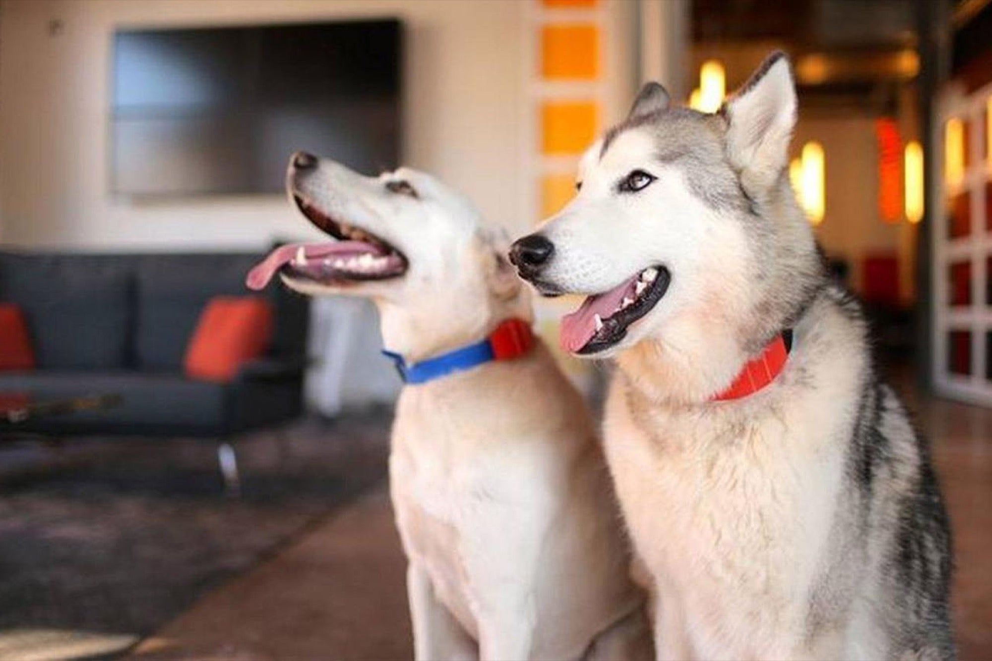 cute husky collars