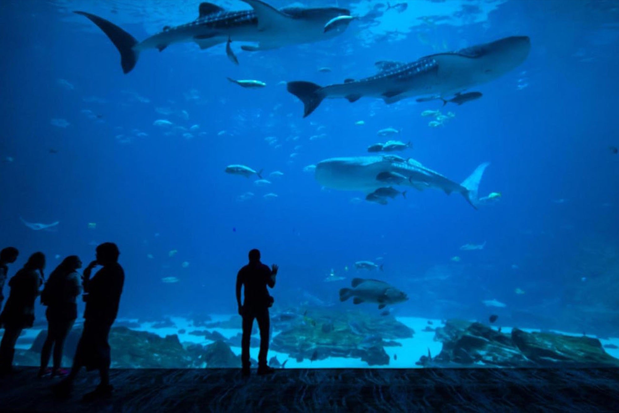 Staying Out of the Shark Tank: What To Consider When Choosing Investors
