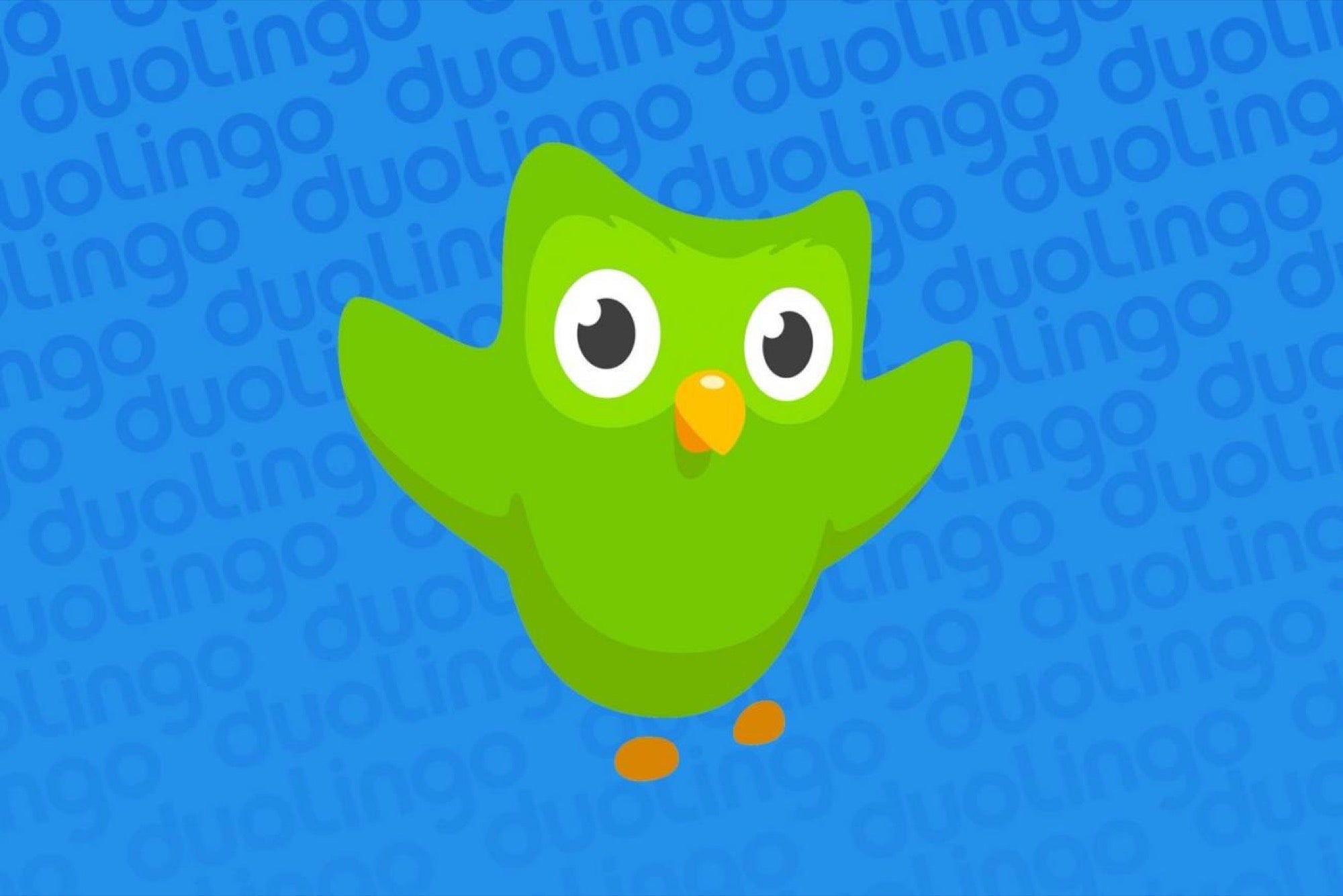 duo lingo owl