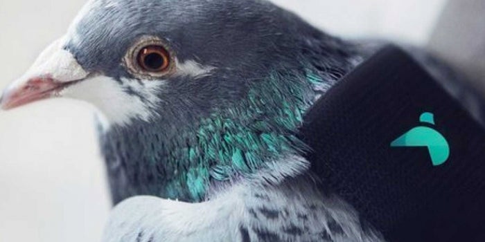 Why These Pigeons Are Wearing Tiny Backpacks