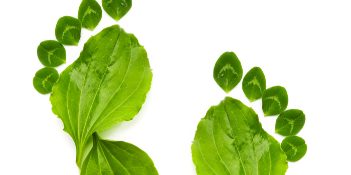 7 pasos para hacer tu negocio más verde