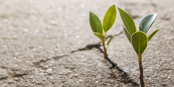 Las 5 mejores startups sociales y ambientales