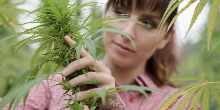 Fund-raising in Cannabis, Initially Slow, Is Going Higher and Higher