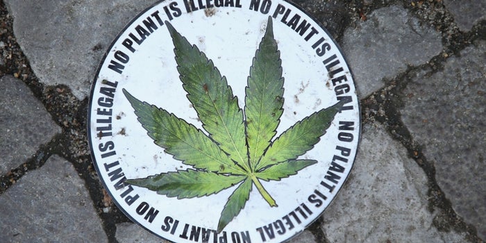 Marijuana Lobby Grows As Legalization Spreads Throughout Country