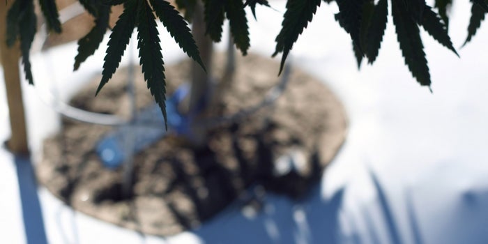 Colorado Takes Aim at the Marijuana Black Market