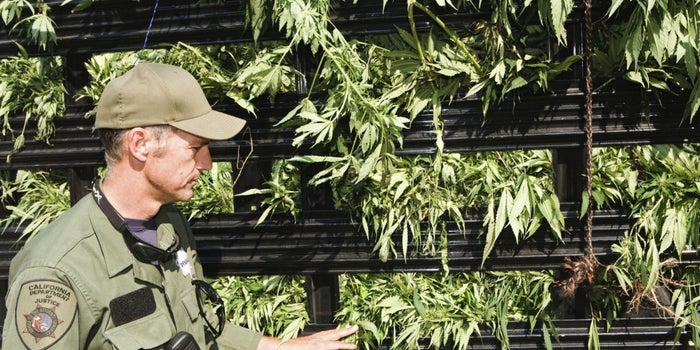 California Strikes Back: Proposed Law Bans Locals from Working with Feds on Pot Crackdown