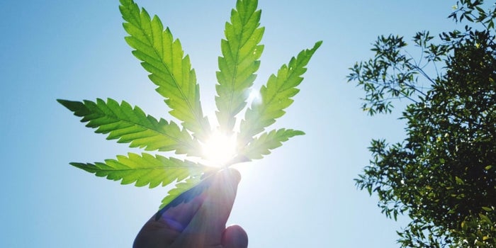 Do Something That's Never Been Done Before, According to This Marijuana Tech CEO