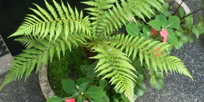 ¿Harto del calor? 5 plantas que refrescarán tu oficina