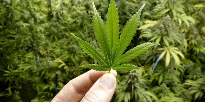 Sand Hill Road Joins Private Capital Flooding Into Marijuana Startups