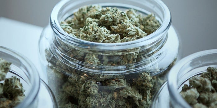 Getting Healthy, Not High: Using Cannabis to Fight Cancer