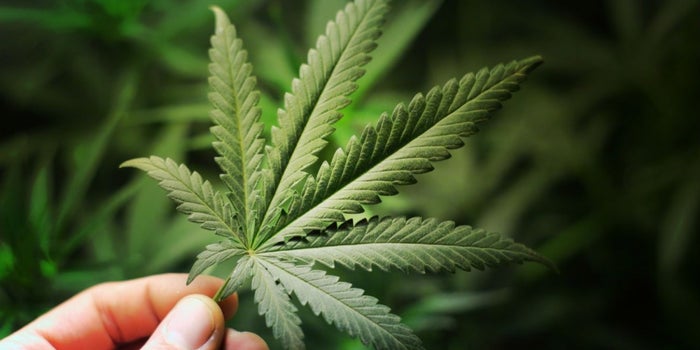 ¿México y Canadá apostarían por un mercado de cannabis?