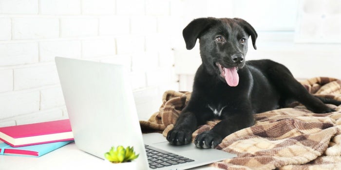 Abre un negocio pet friendly