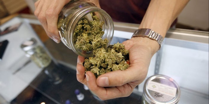 Marijuana Workers Now Outnumber Bakers and Other Common Careers