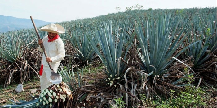 Prepara Oaxaca su primer foro internacional de la industria del mezcal