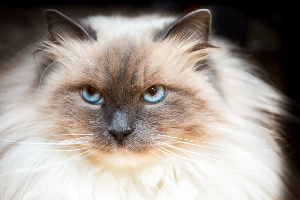 Offer pet services
