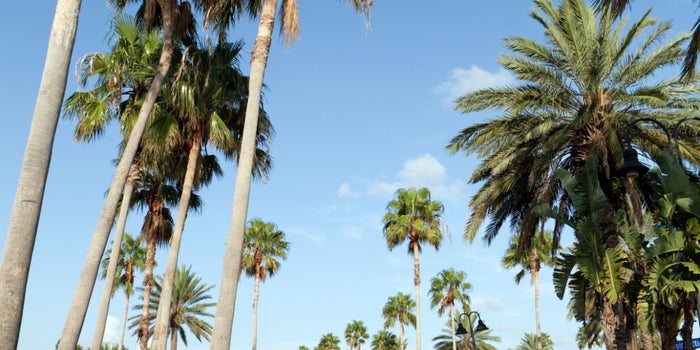 Florida Medical Marijuana System Now In Court