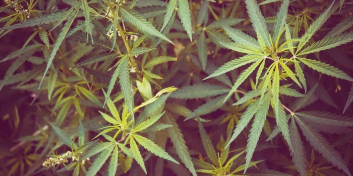 To Understand the Forces Favoring and Opposing Legal Marijuana, Study Arizona.