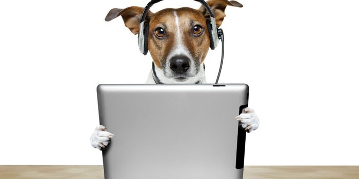 Gadgets para mascotas, el nuevo boom del mercado