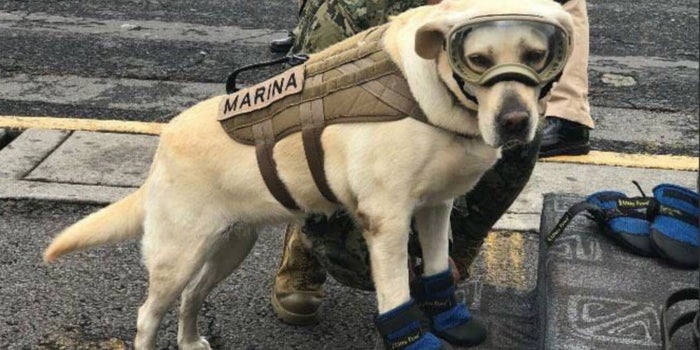 Frida: la rescatista en cuatro patas