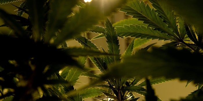 Polls Find Voters In Pennsylvania, New Jersey Support Legal Marijuana