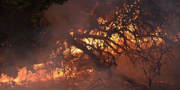 Cannabis Industry Rallies to Overcome Unique Legal Barriers to Recovery From Northern California Fires